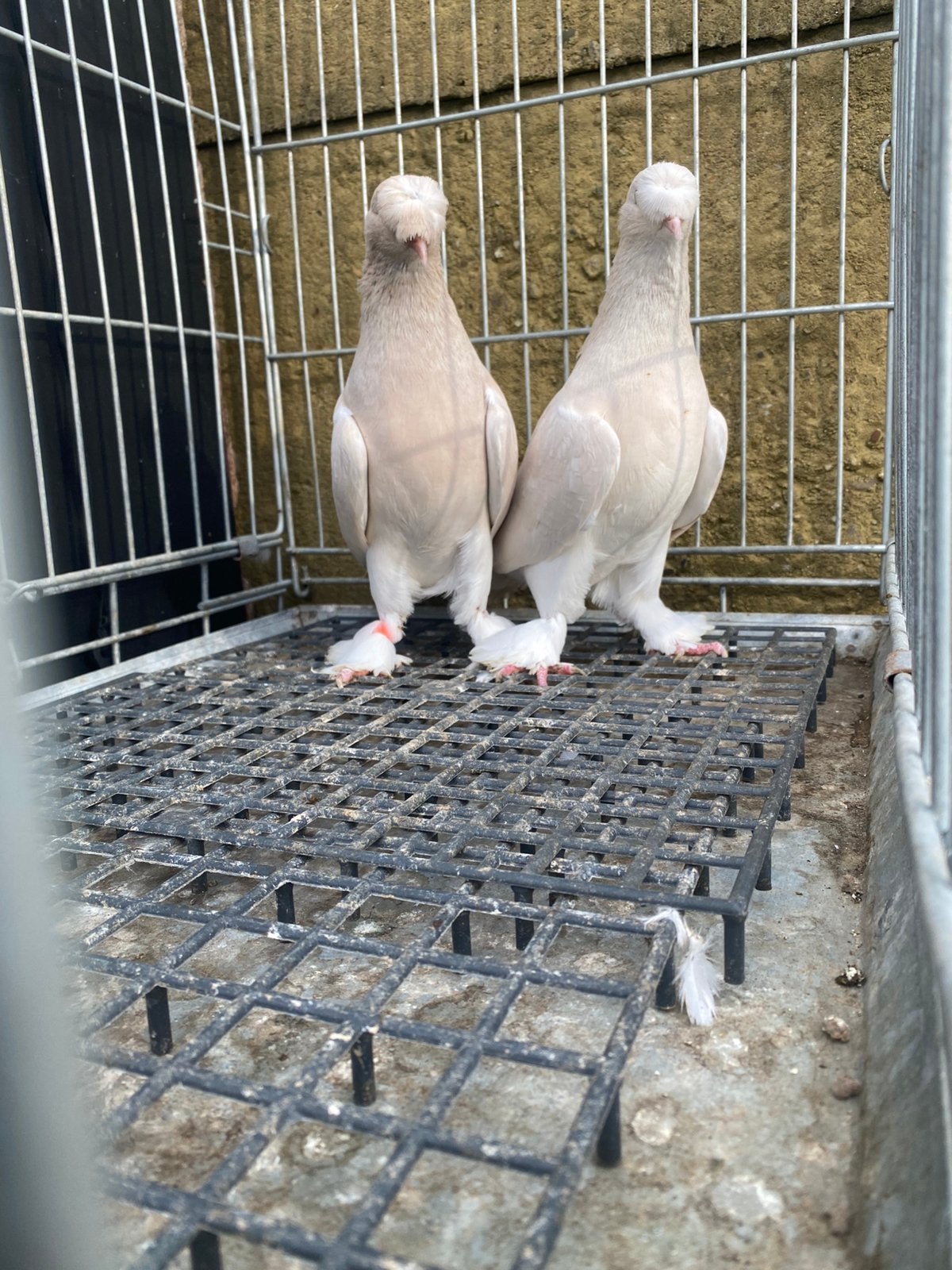 Takla koppel şampanya, Meerdere dieren, Overige soorten