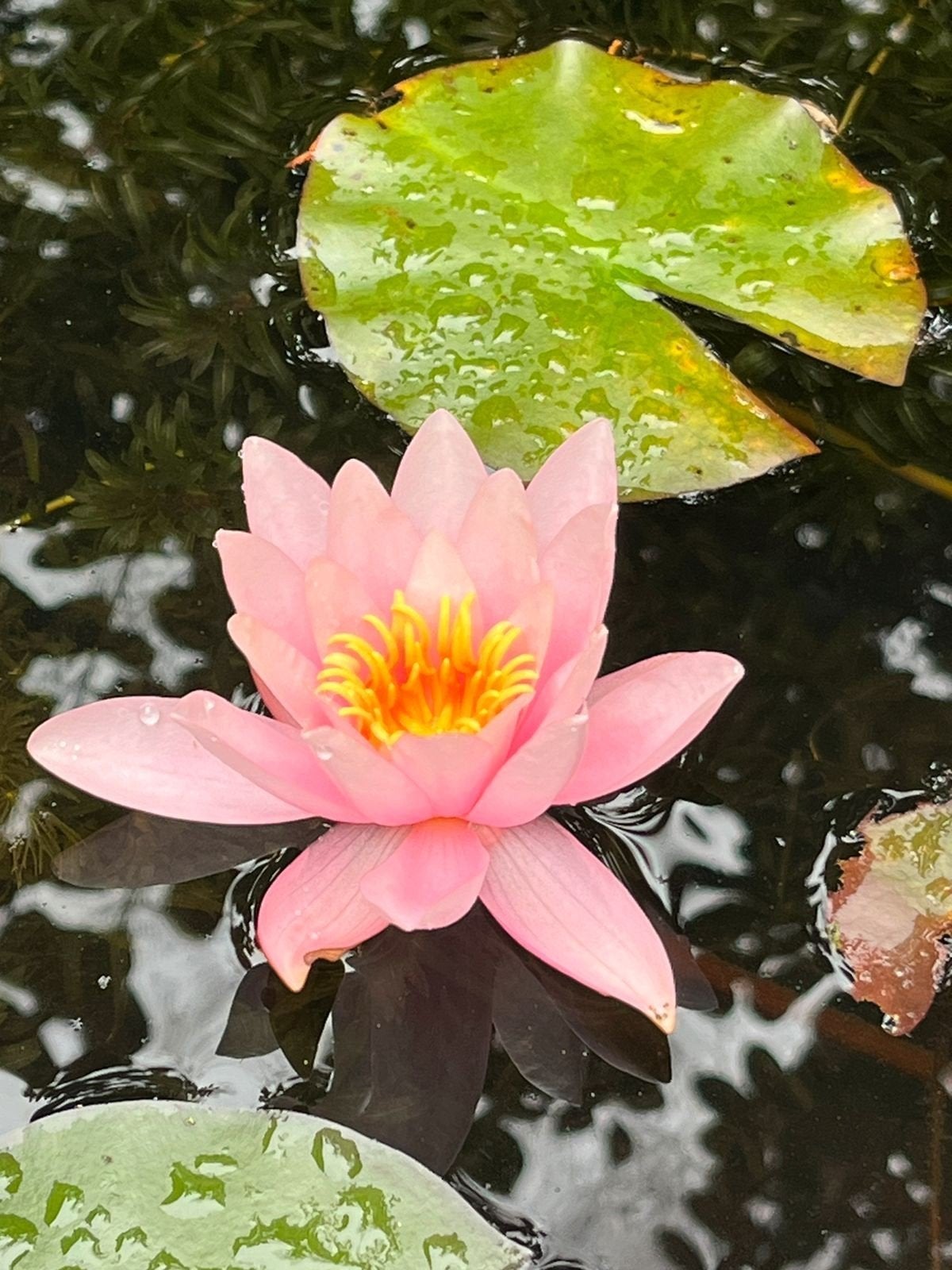 stekken waterlelie, Ophalen