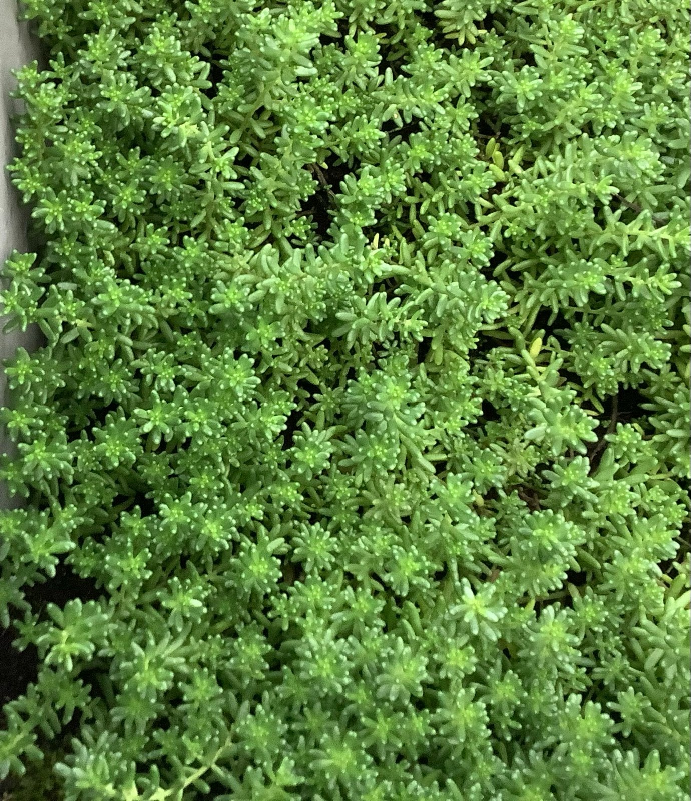 Winterharde Vetplant (Sedum) voor Dakbedekking, Bodembedekkers, Volle zon, Vaste plant, Ophalen of Verzenden