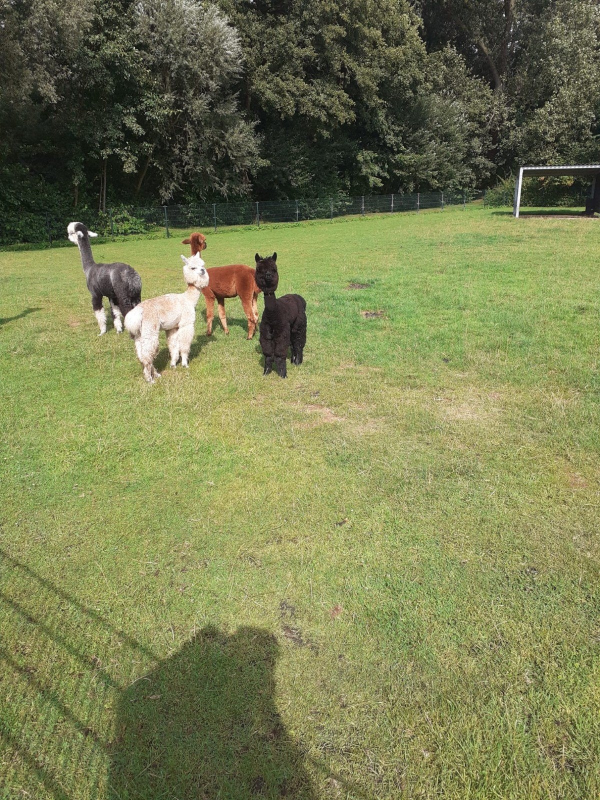 Te koop alpaca merrie veulens  hengstjes, Dieren en Toebehoren, Overige Dieren, Mei, Meerdere dieren