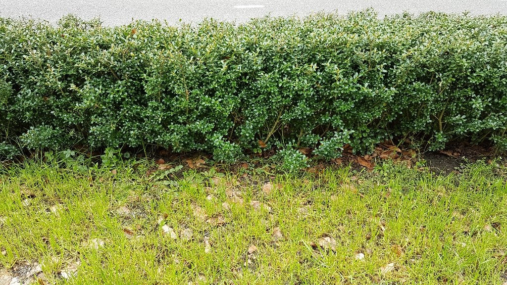 Te Koop ruim 20 meter  ilex, Ophalen, Taxus, Haag, Minder dan 100 cm