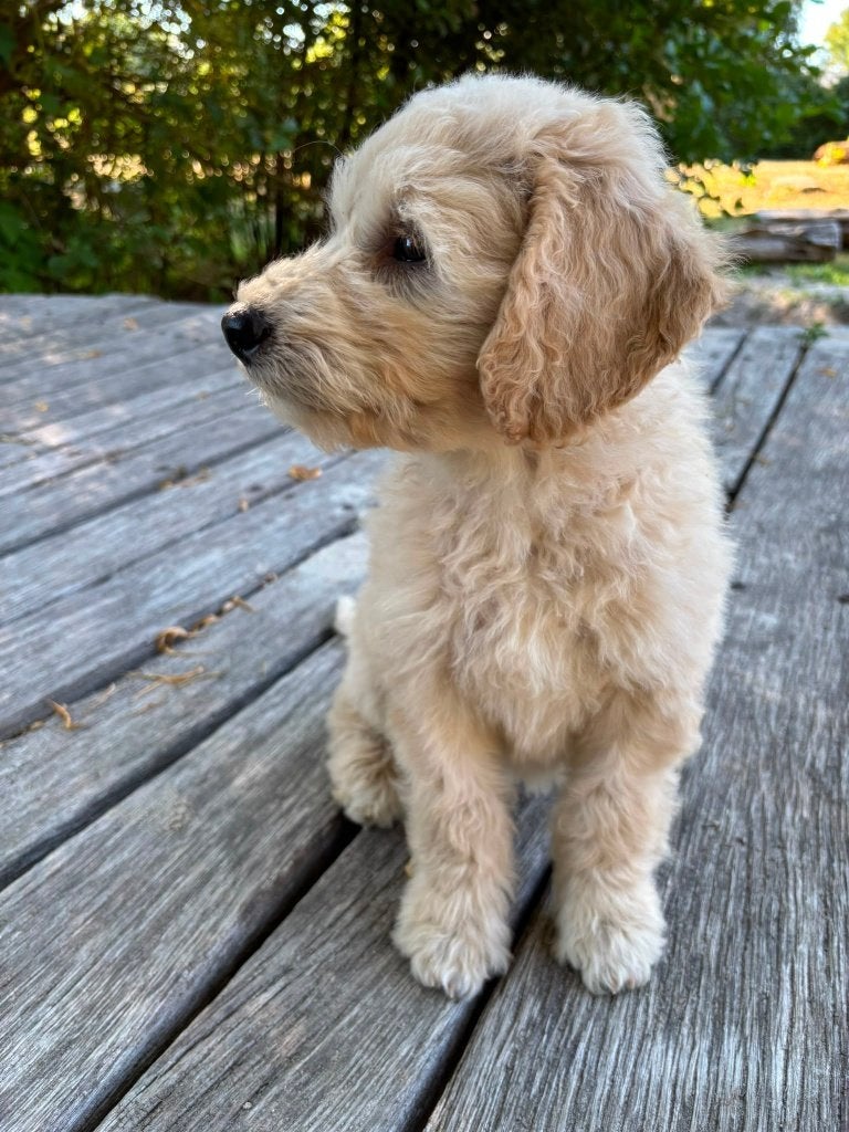 Australian Goldendoodle x Labradoodle / Double Doodle Pups, Parvo, 8 tot 15 weken, Meerdere, Meerdere dieren