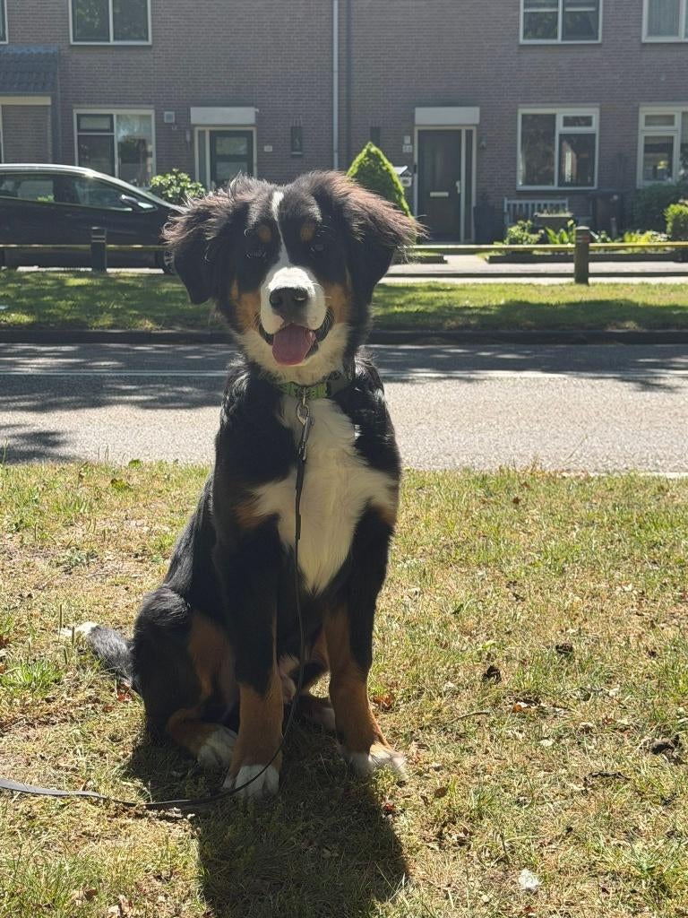 Berner sennen pup, Dieren en Toebehoren, België, Particulier, 15 weken tot 1 jaar, Reu