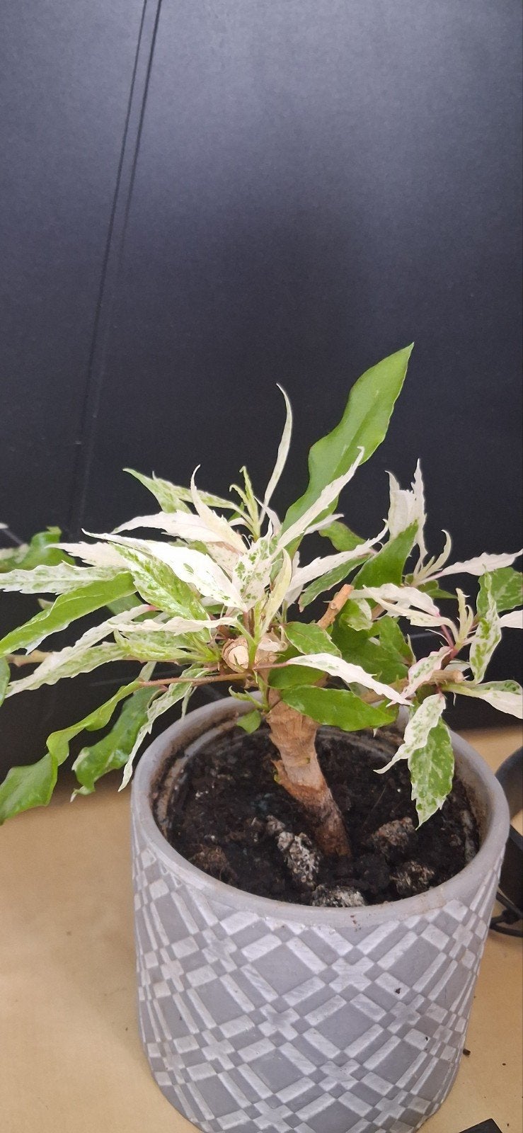 Hibiscus (Chinese Roos) met witte bladeren, Ophalen, Halfschaduw, Minder dan 100 cm