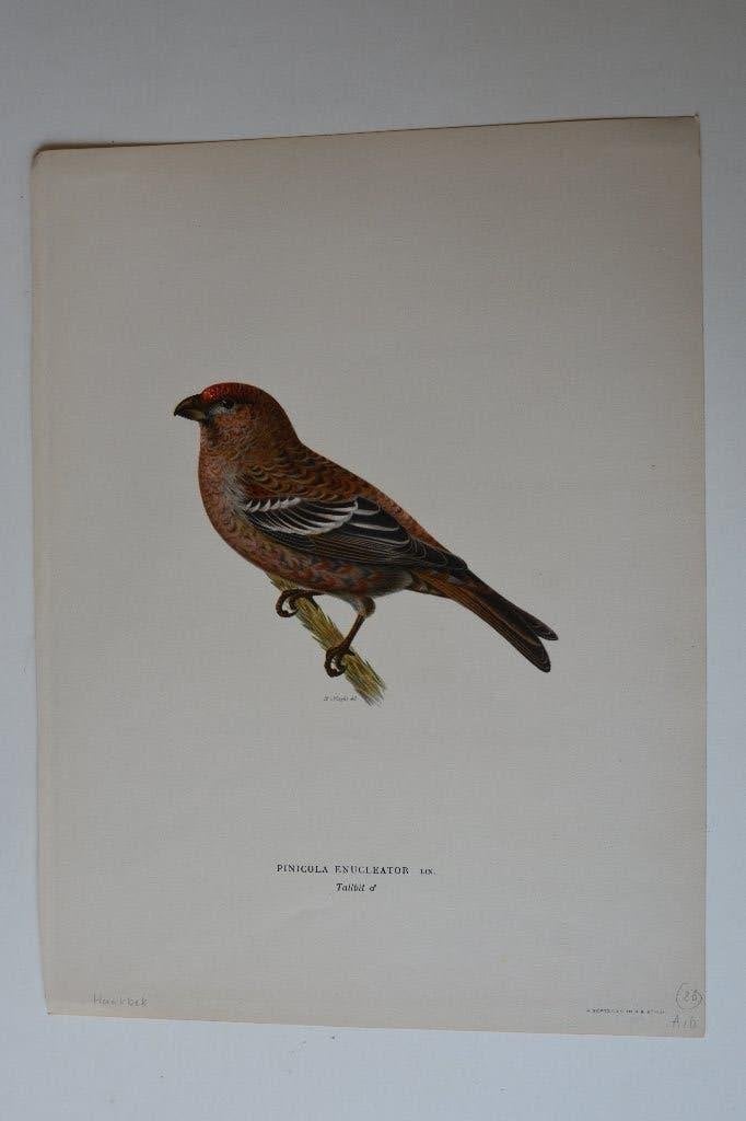 HAAKBEK ORIGINELE VOGEL LITHO "PINICOLA ENULLEATOR" VG4, Antiek en Kunst, Kunst | Etsen en Gravures, Origineel, Ophalen of Verzenden