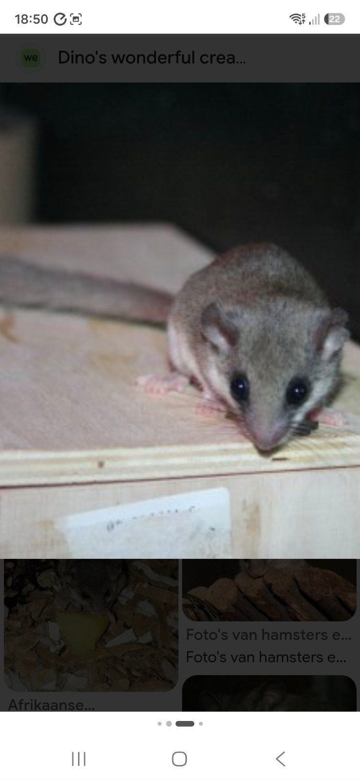 5 relmuizen rel muis Afrikaanse dwerg relmuis, Dieren en Toebehoren, Knaagdieren, Augustus, Meerdere dieren, Muis