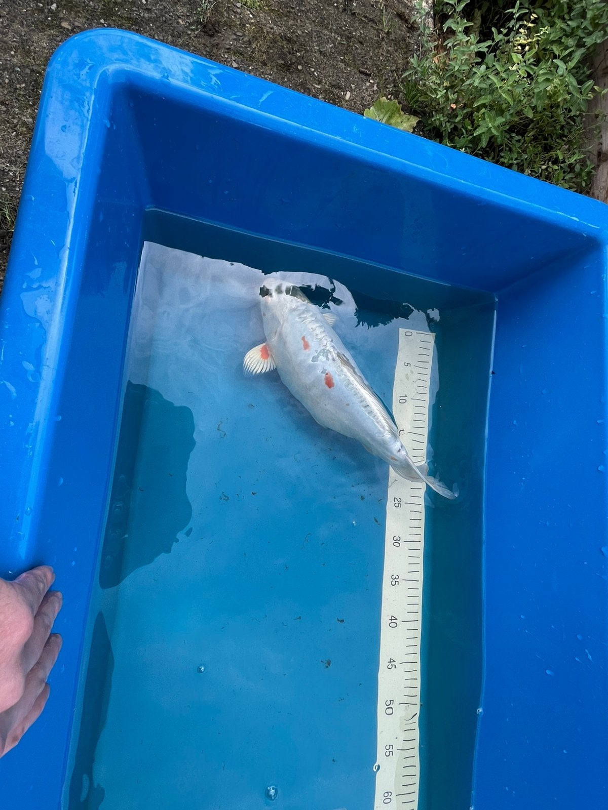 Intratuin koi te koop, Dieren en Toebehoren, Vissen | Vijvervissen, Karper of Koi