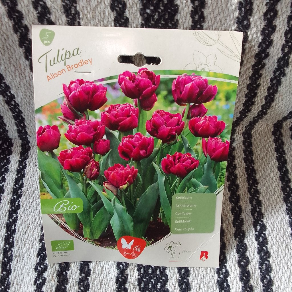 Tulp (Tulipa Alison Bradley), Ophalen of Verzenden, Najaar, Volle zon, Bloembol