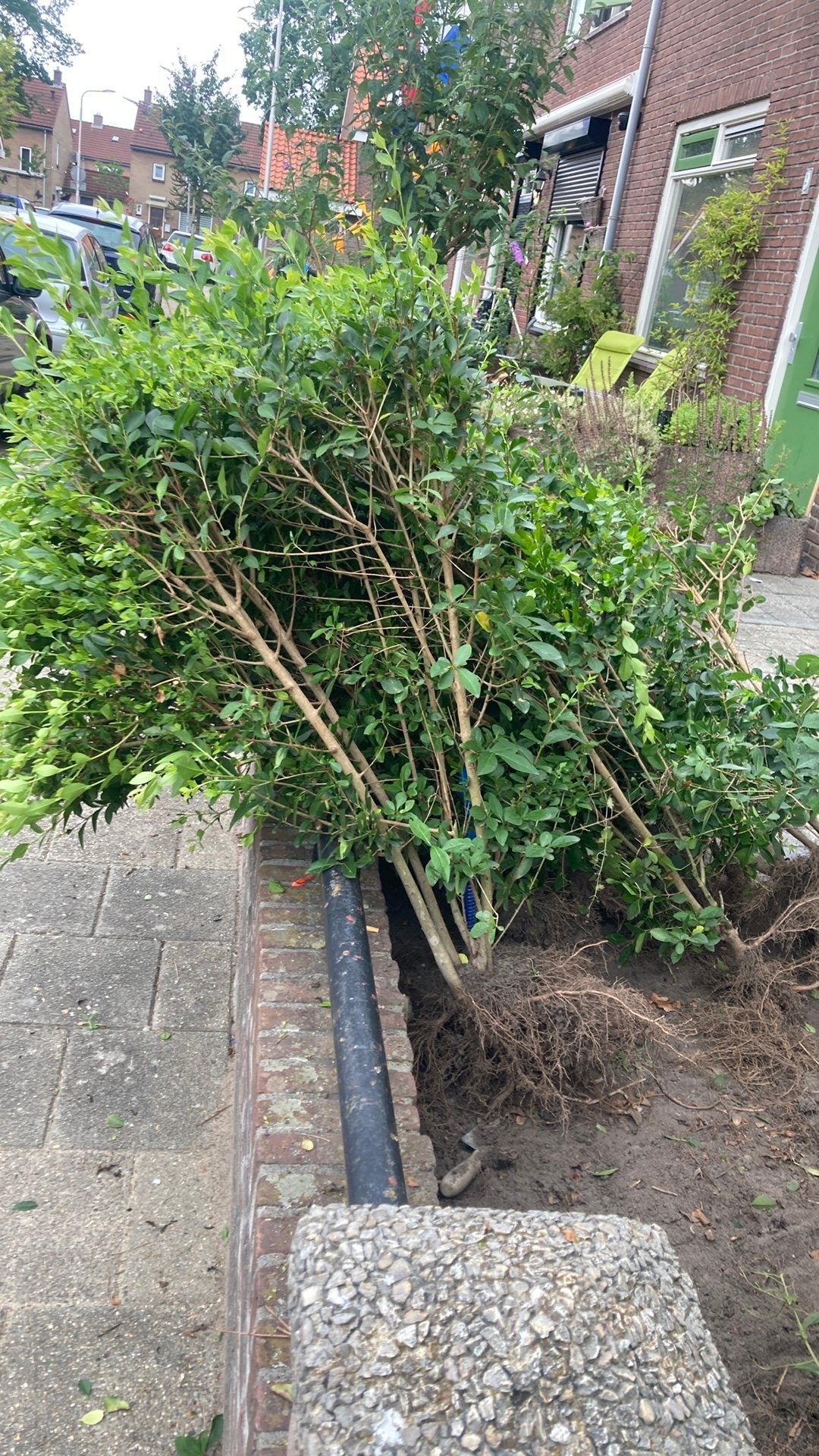 Gratis ophalen 5 buxus struikjes van 1.10 m hoog, Tuin en Terras, Planten | Tuinplanten, Volle zon, Vaste plant, Bloeit niet, Ophalen
