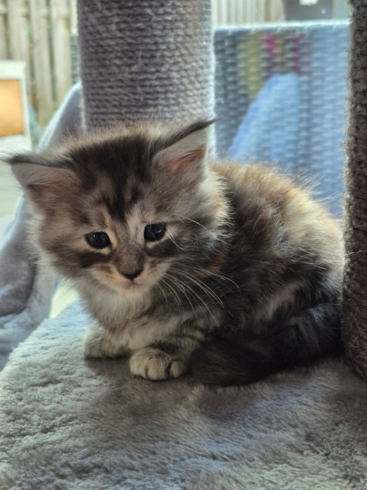 Maincoon kittens, Meerdere dieren, Ingeënt