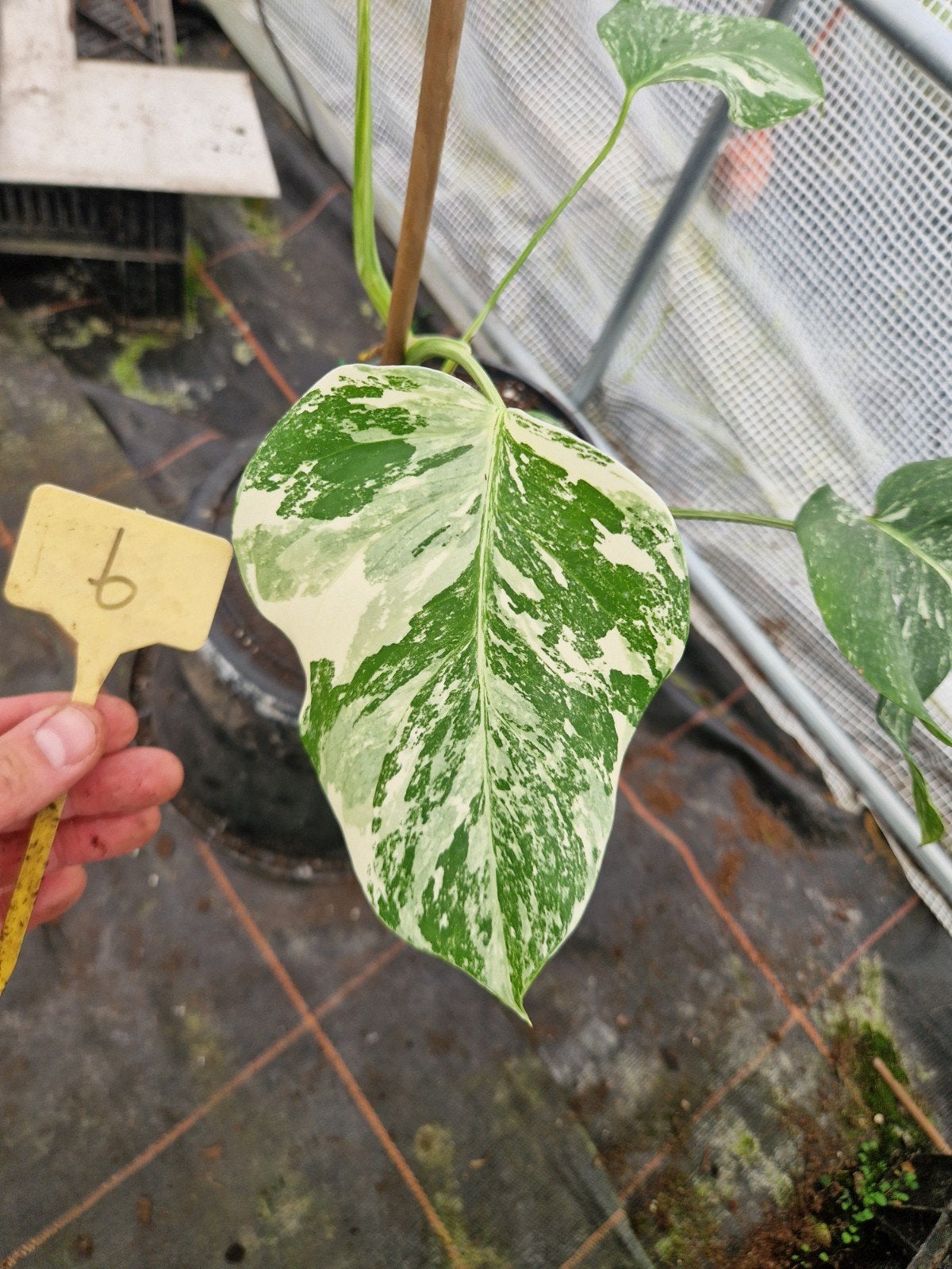 Monstera Deliciosa Albo Variegata kamerplant #6, Ophalen of Verzenden, Halfschaduw, Minder dan 100 cm