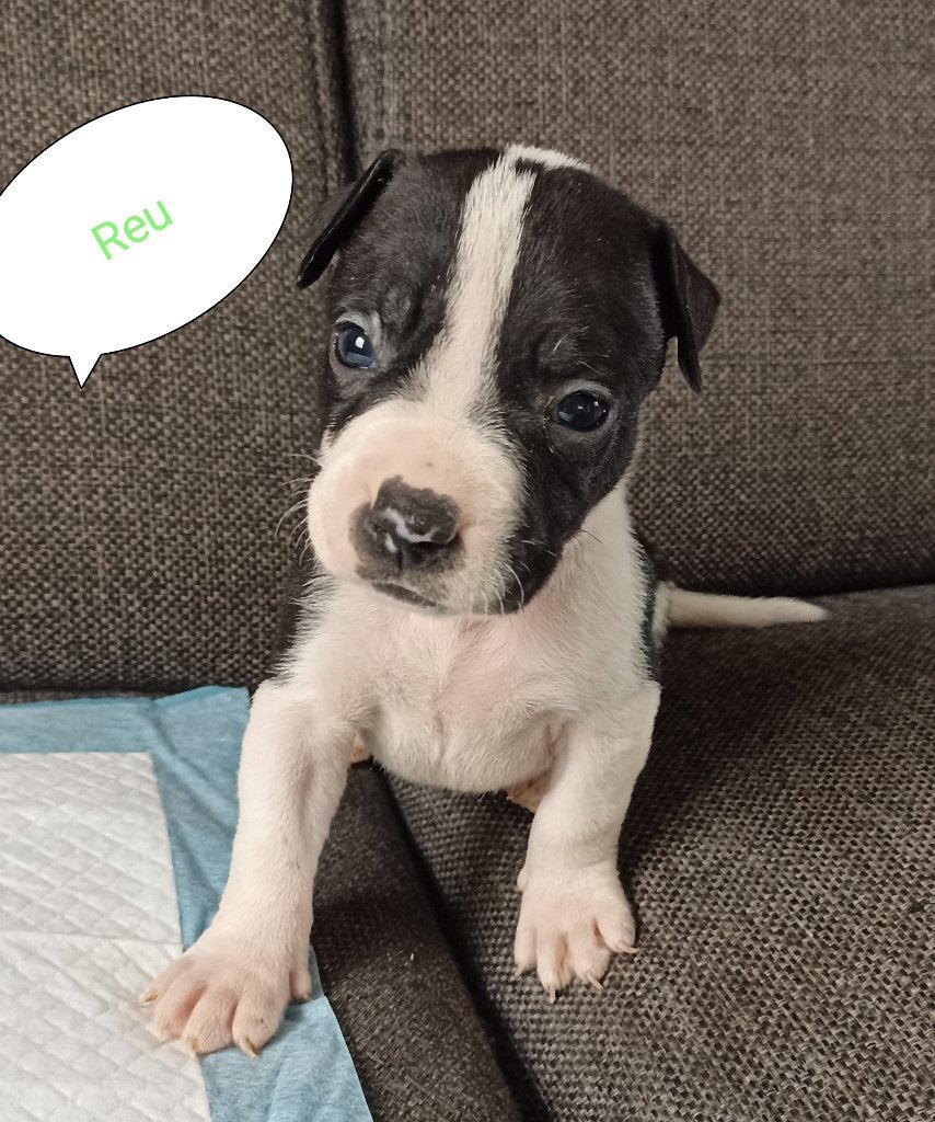 laatste  AM stafford X AM bulldog pups beschikbaar, 8 tot 15 weken, American Staffordshire Terriër, Teef, Meerdere