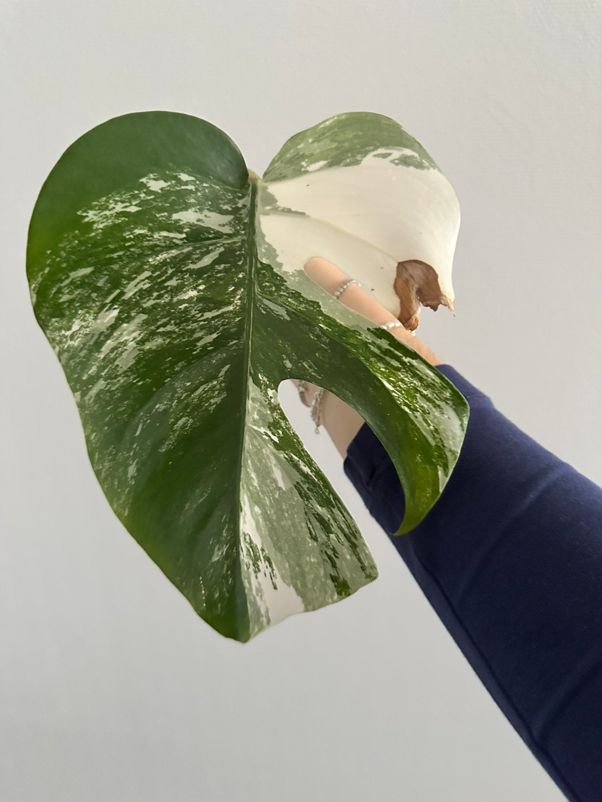 Monstera Deliciosa variegata zijstek 🌱, Ophalen of Verzenden, Halfschaduw, Minder dan 100 cm