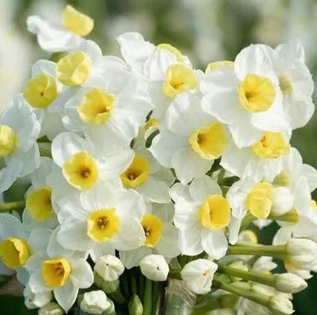 diverse narcissen, Ophalen of Verzenden, Najaar, Halfschaduw, Bloembol