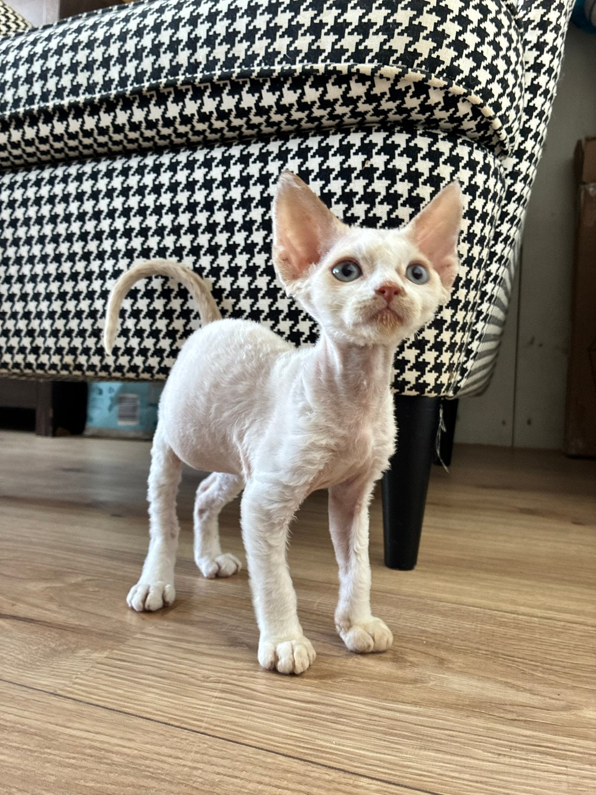 DENJI Devon Rex Kitten, Dieren en Toebehoren, Katten en Kittens | Raskatten | Korthaar, Kater, 0 tot 2 jaar, Met stamboom, Gechipt