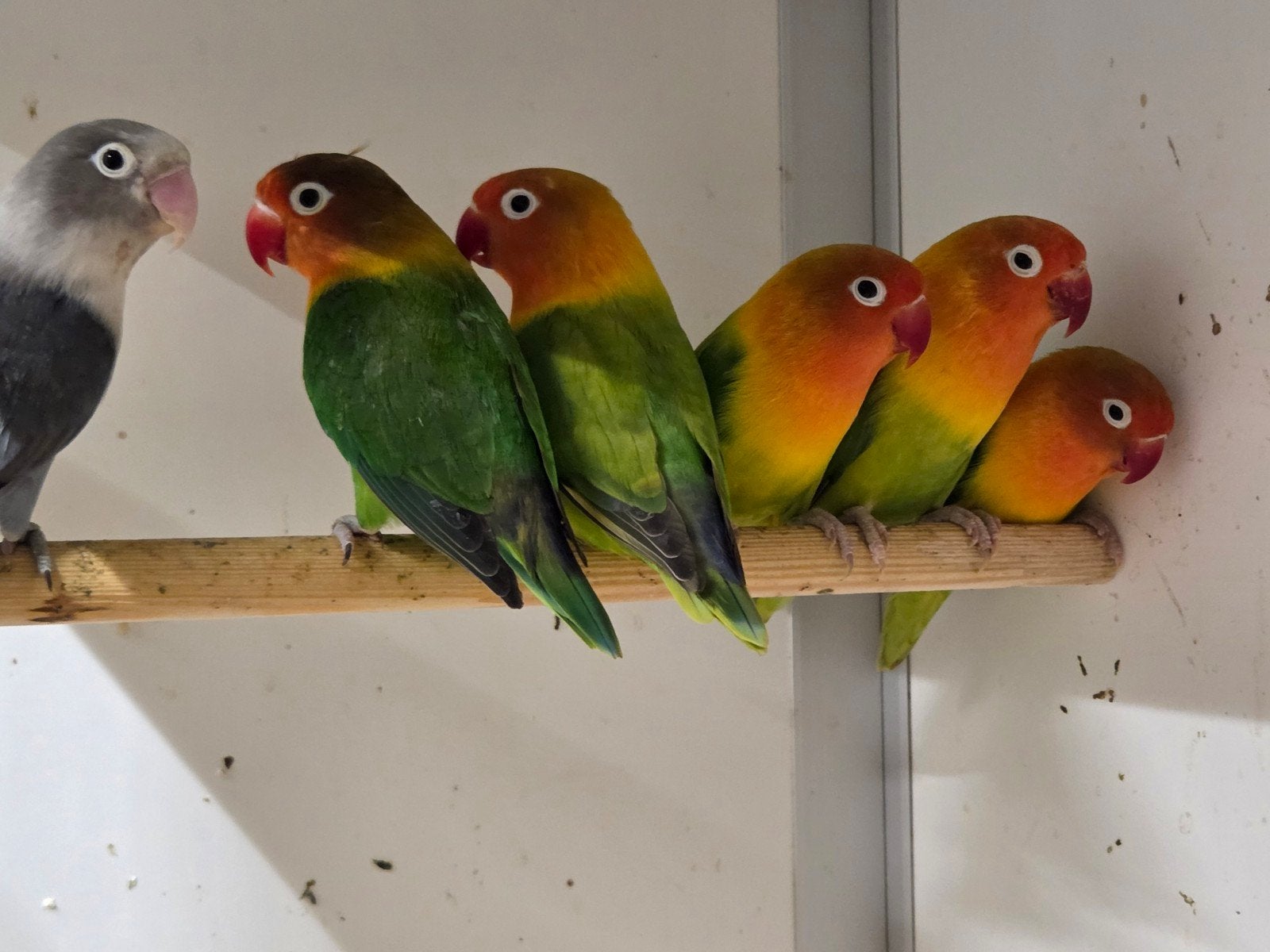 Agapornissen, Dieren en Toebehoren, Geslacht onbekend, Dwergpapegaai of Agapornis