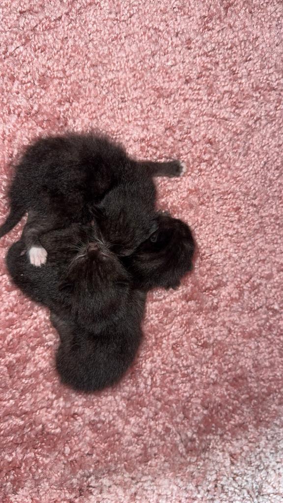 Kittens, Geslacht onbekend, Kortharig, 0 tot 2 jaar