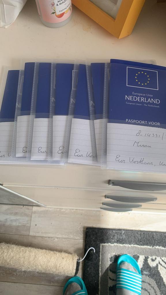 Jongen katjes van een jaar te koop ., Meerdere dieren, Ontwormd, 0 tot 2 jaar