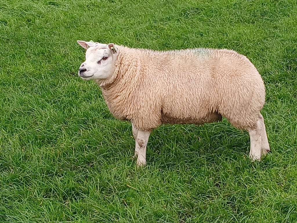 Texelaar (dek)rammen, Mannelijk, Schaap, 0 tot 2 jaar