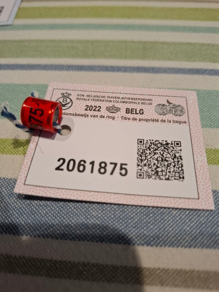 Ring 2022, Mannelijk, Postduif