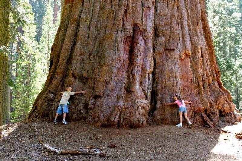 Sequoia boom zaden, Grootste Boom Ter Wereld, winterhard, Verzenden, Volle zon