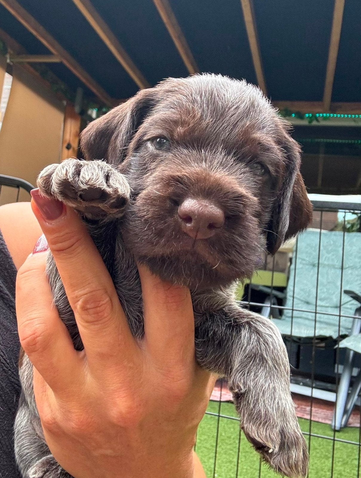 PUPS DUITSE STAANDE DRAADHAAR, Duitse Staande hond, 8 tot 15 weken, Meerdere, Meerdere dieren