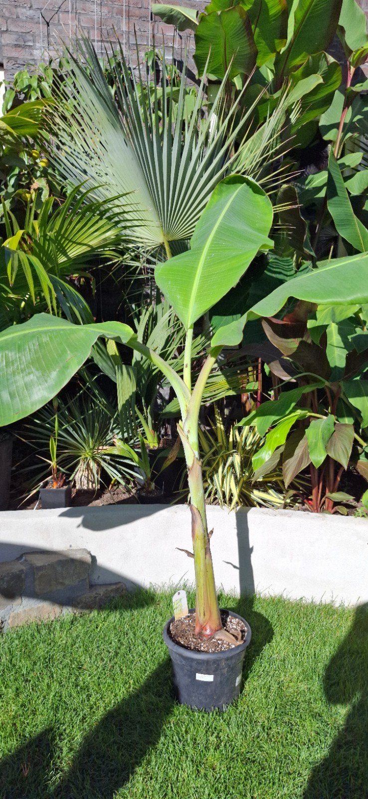 Musa chiliocarpa - Zeldzame bananenplant voor uw tuin, Ophalen, Overige soorten, Volle zon