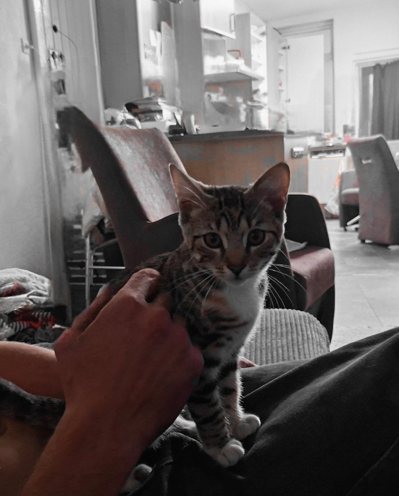 Hele lieve Kittens, Poes, Kortharig, 0 tot 2 jaar