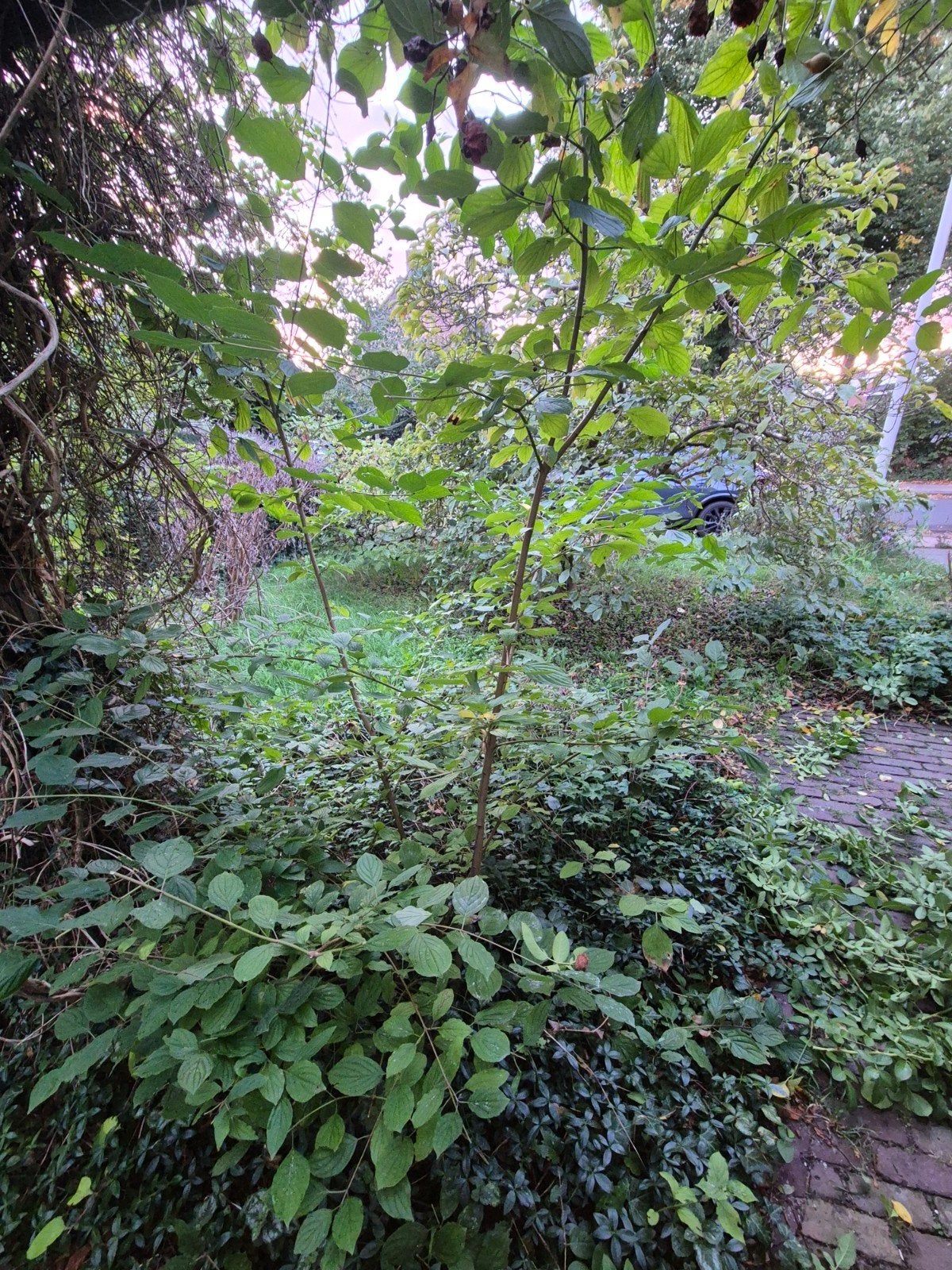 kornoelje gratis, Tuin en Terras, Ophalen, Lente, Overige soorten