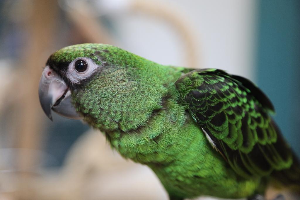Lief | Jonge Baby Jardine Papegaai | Getest | Handtam, Dieren en Toebehoren, Meerdere dieren, Papegaai, Pratend