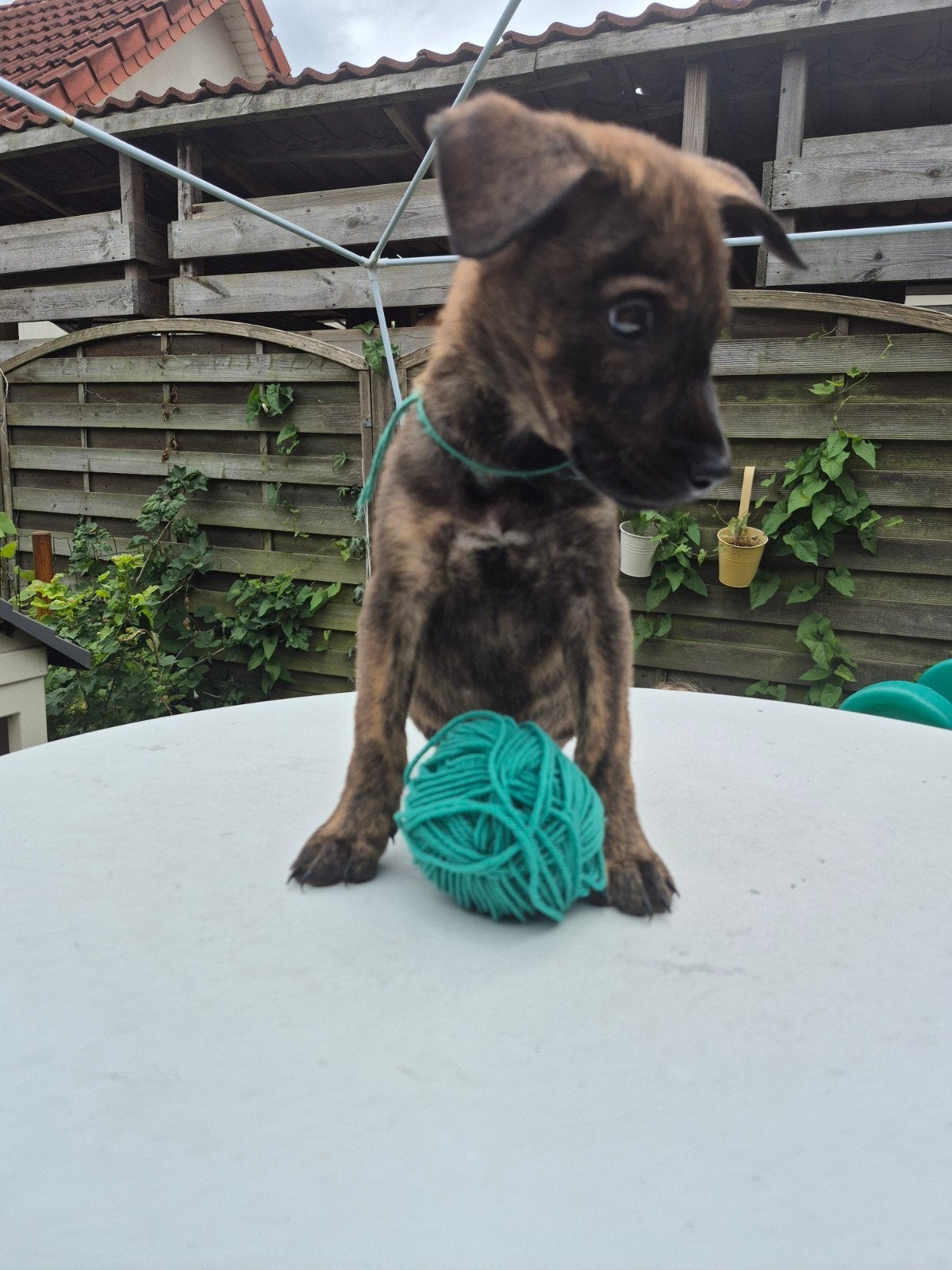7 pups kruising duitse herder en staffordshire bullterier, 8 tot 15 weken, Meerdere, Meerdere dieren, Nederland