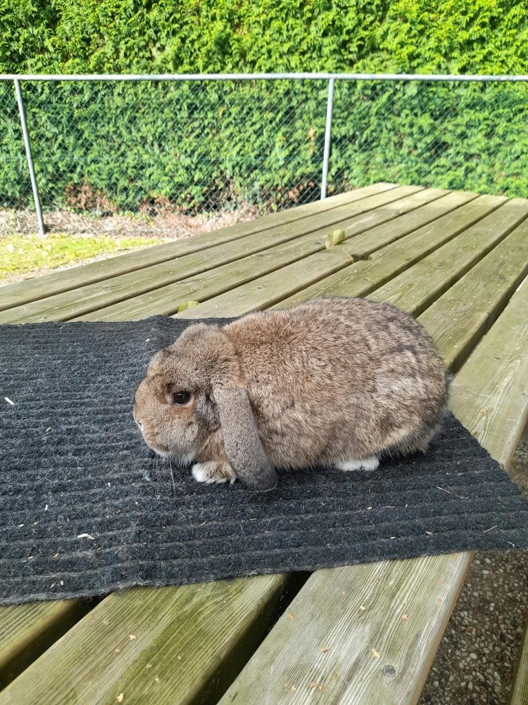 Konijn hangoor dwerg, Dieren en Toebehoren, Mannelijk, Dwerg, Hangoor, 0 tot 2 jaar