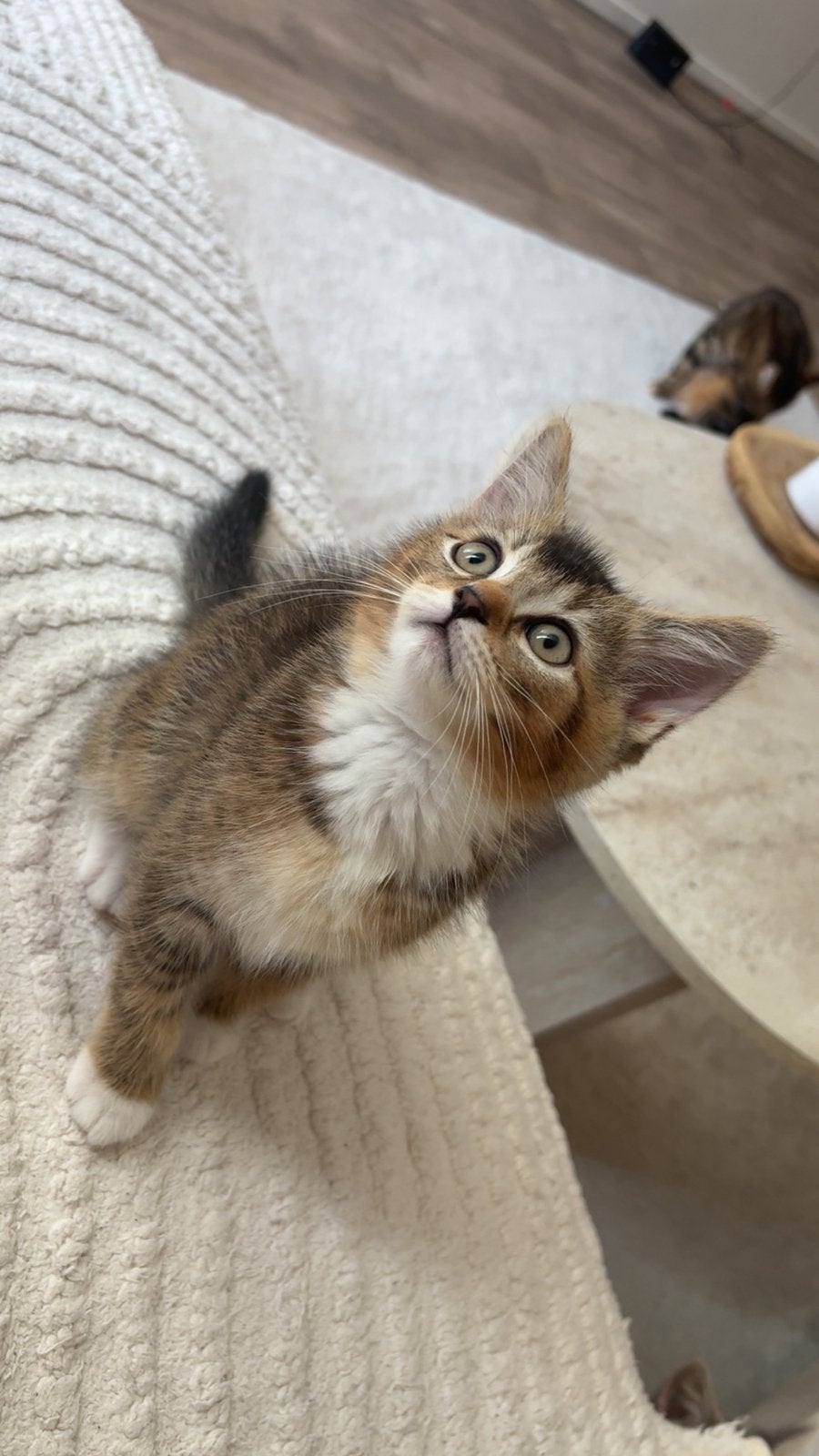 Kitten british shorthair, 0 tot 2 jaar