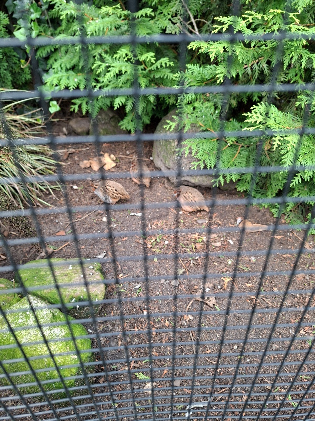 junglebush kwartels, Meerdere dieren