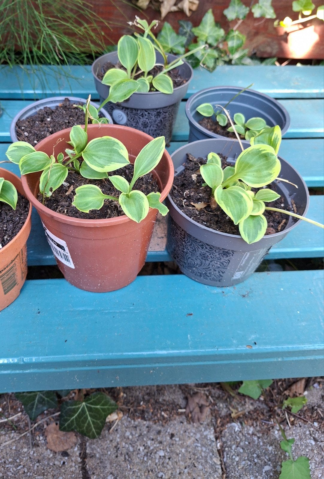 Hosta's, Vaste plant, Halfschaduw, Zomer, Ophalen