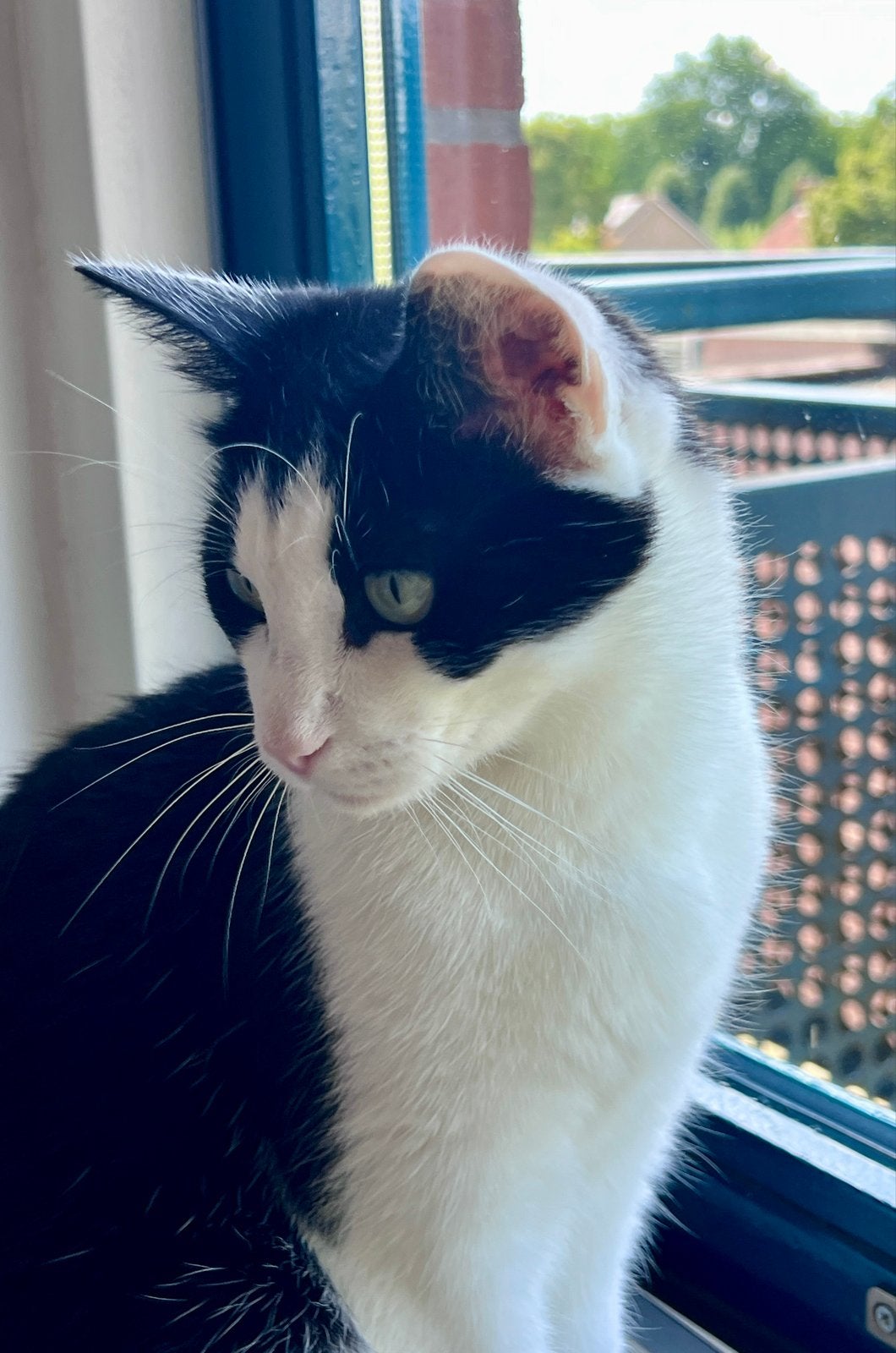 Lieve poes Jet zoekt nieuw thuis, Poes, Kortharig, 3 tot 5 jaar