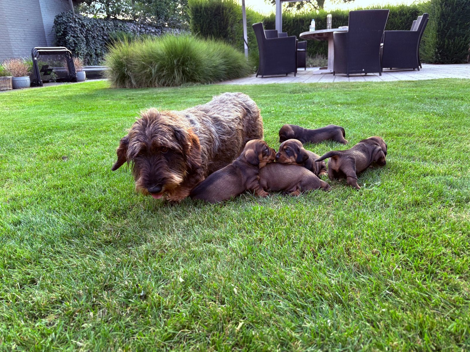 Teckel standaard ruwhaar pups FCI-stamboom, Parvo, Standaard, 8 tot 15 weken, Meerdere