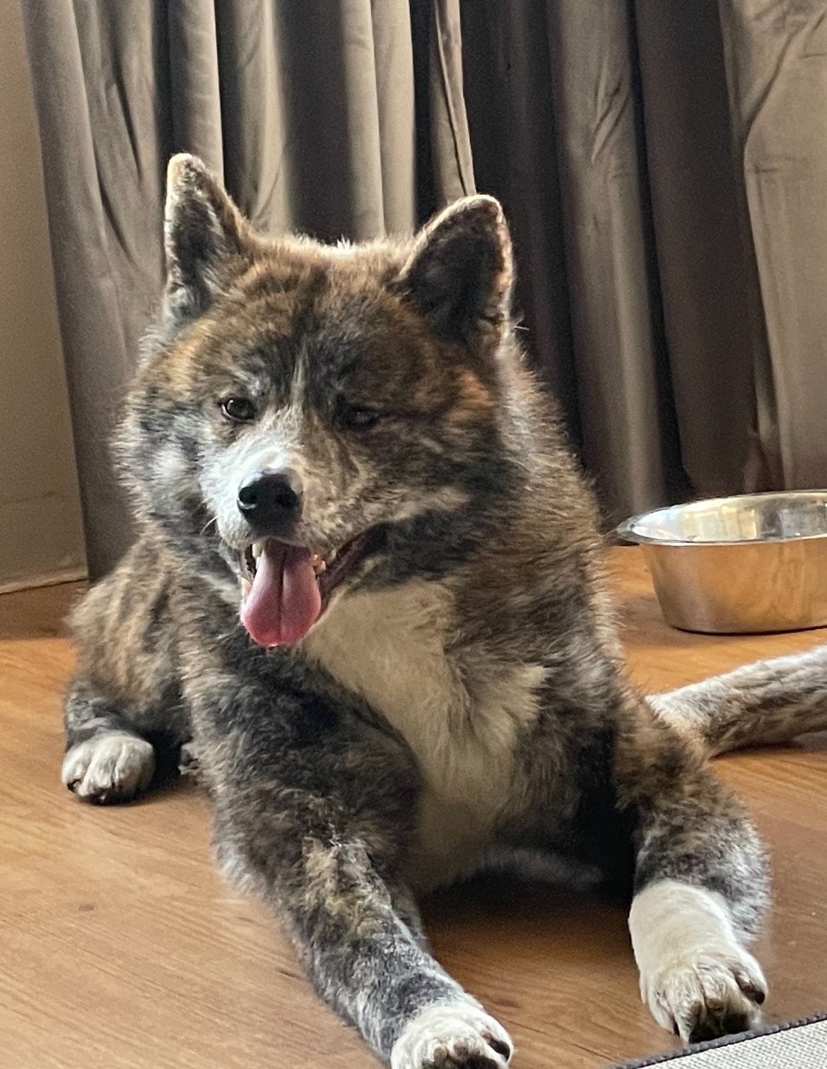 Japanse akita, Dieren en Toebehoren, 1 tot 2 jaar, Teef, Poolhond, Meerdere