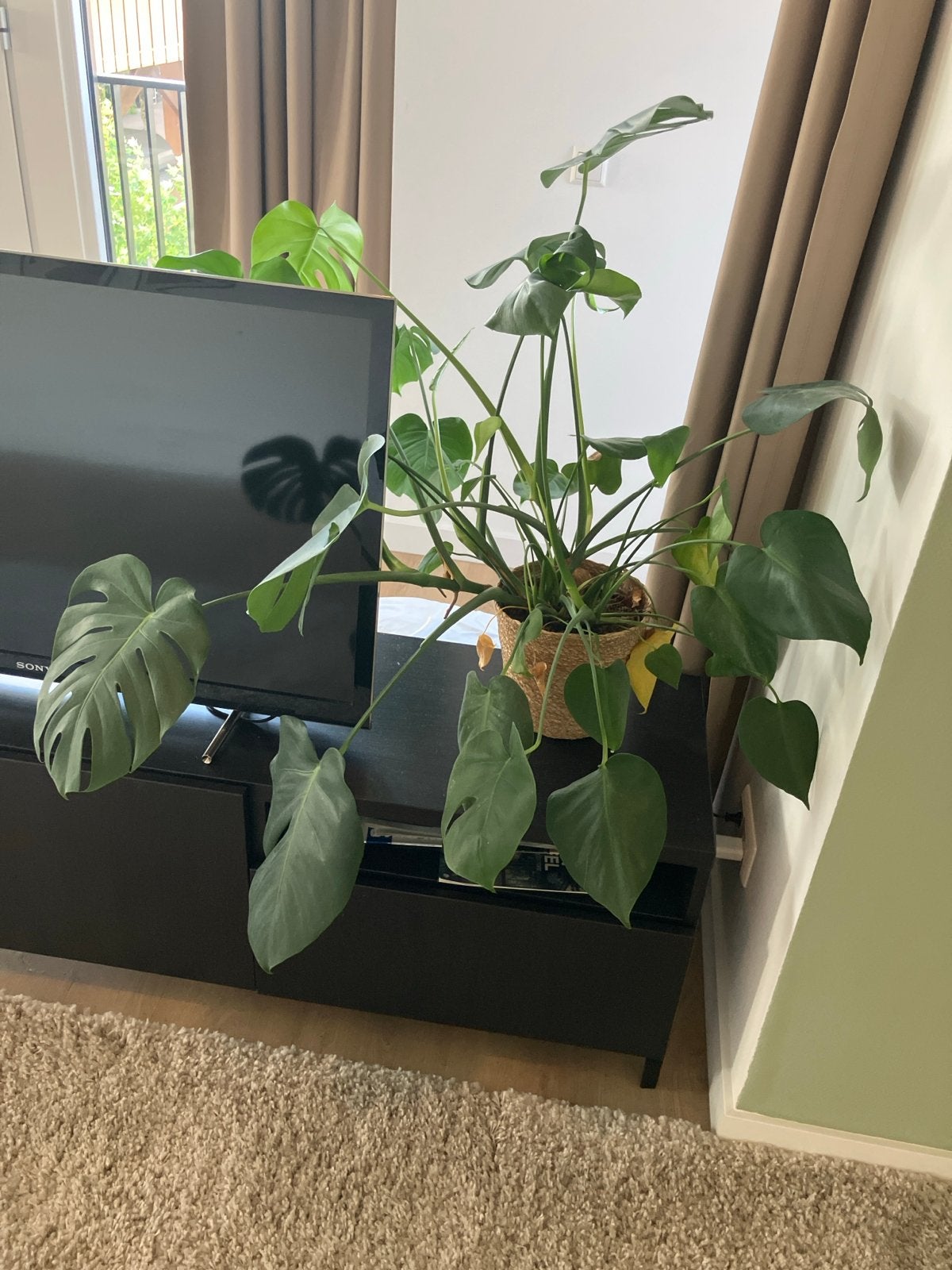 Kamerplant, Ophalen, 100 tot 150 cm, Overige soorten, Halfschaduw