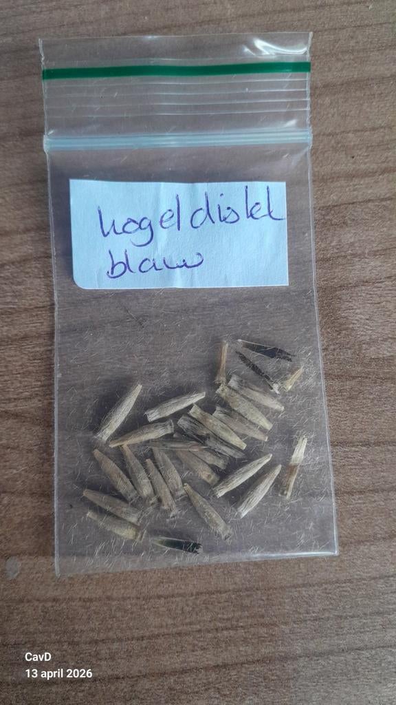 Kogeldistel zaadjes - Blauwpaarse bloemen, Ophalen of Verzenden, Gehele jaar, Halfschaduw, Zaad