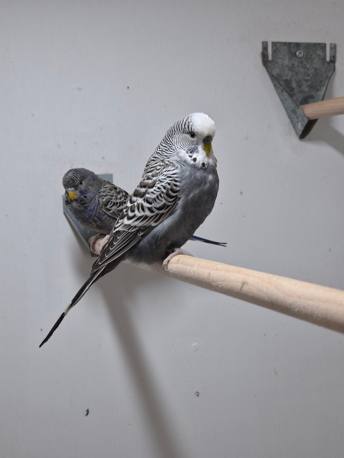 split BF antraciet, Dieren en Toebehoren, Mannelijk, Parkiet