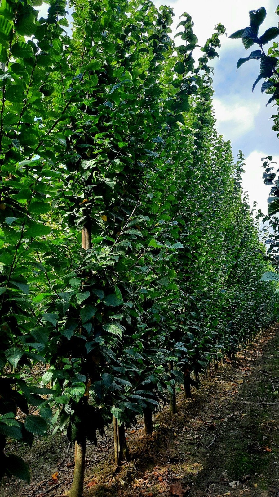 Carpinus betulus 'Fastigiata' 🌿 zuilboom, Tuin en Terras, Planten | Struiken en Hagen, Ophalen, Bamboe
