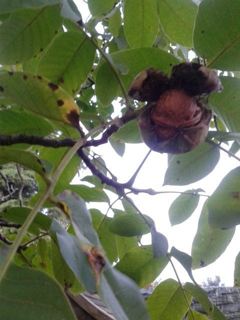 Hollandse walnoten. Biologisch, Diversen, Ophalen