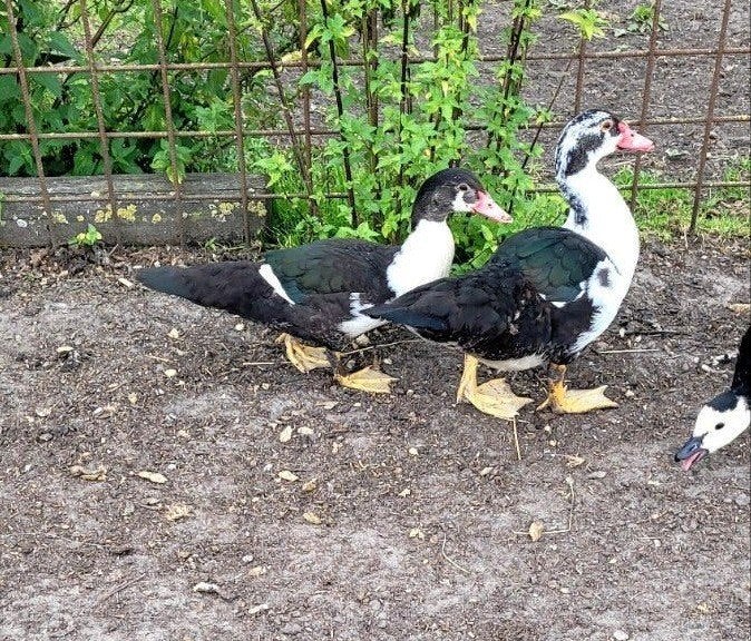 Tekoop koppeltje kaapse eenden, Dieren en Toebehoren, Pluimvee, Meerdere dieren, Eend