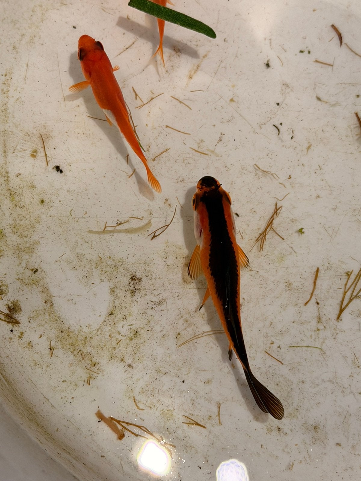 Gezonde goudvissen te koop, Dieren en Toebehoren, Goudvis(sen)