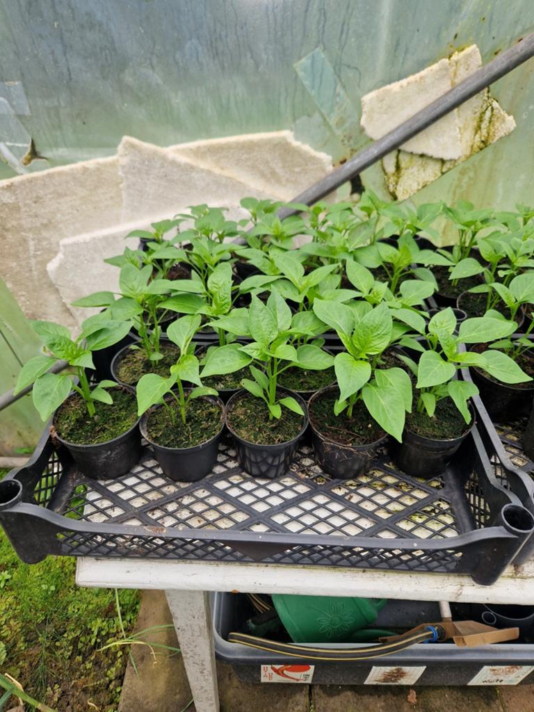 Rode paprika plantjes - 2 stuks voor €2,00, Tuin en Terras, Ophalen, Eenjarig, Groenteplanten, Volle zon