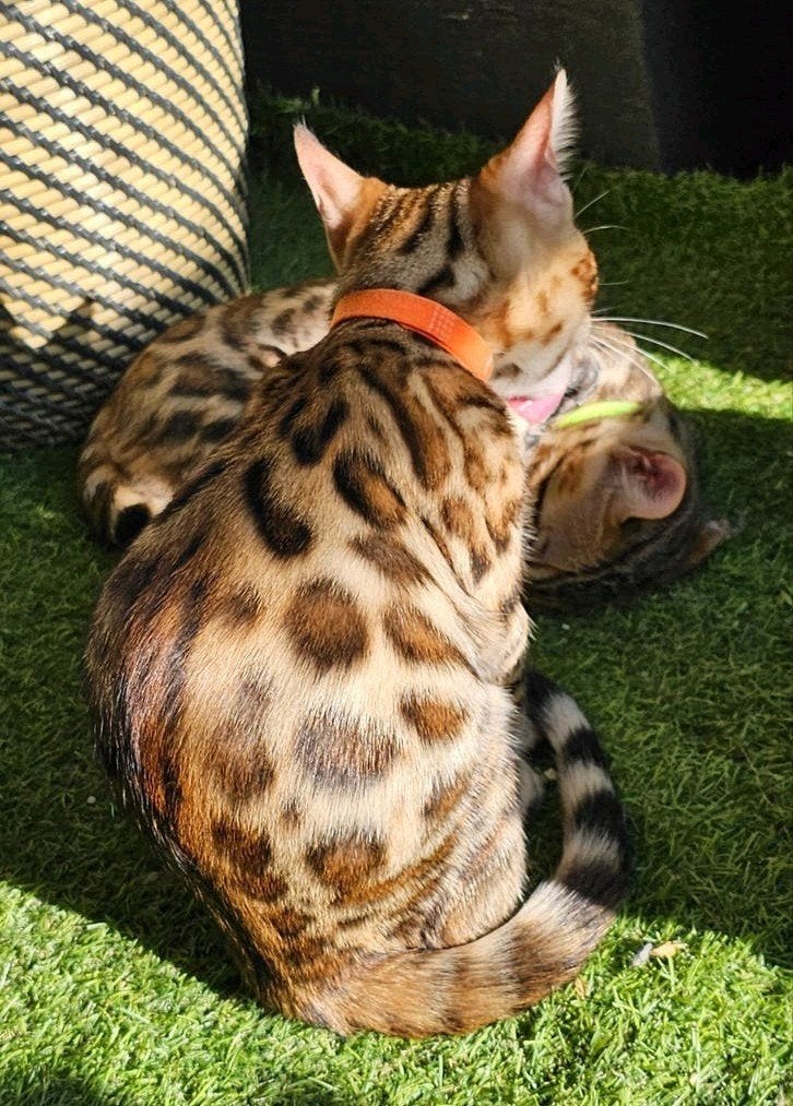 ☆Top ras☆ Bengaalse kittens met stamboom moeder kampioen, Dieren en Toebehoren, Meerdere dieren, Met stamboom
