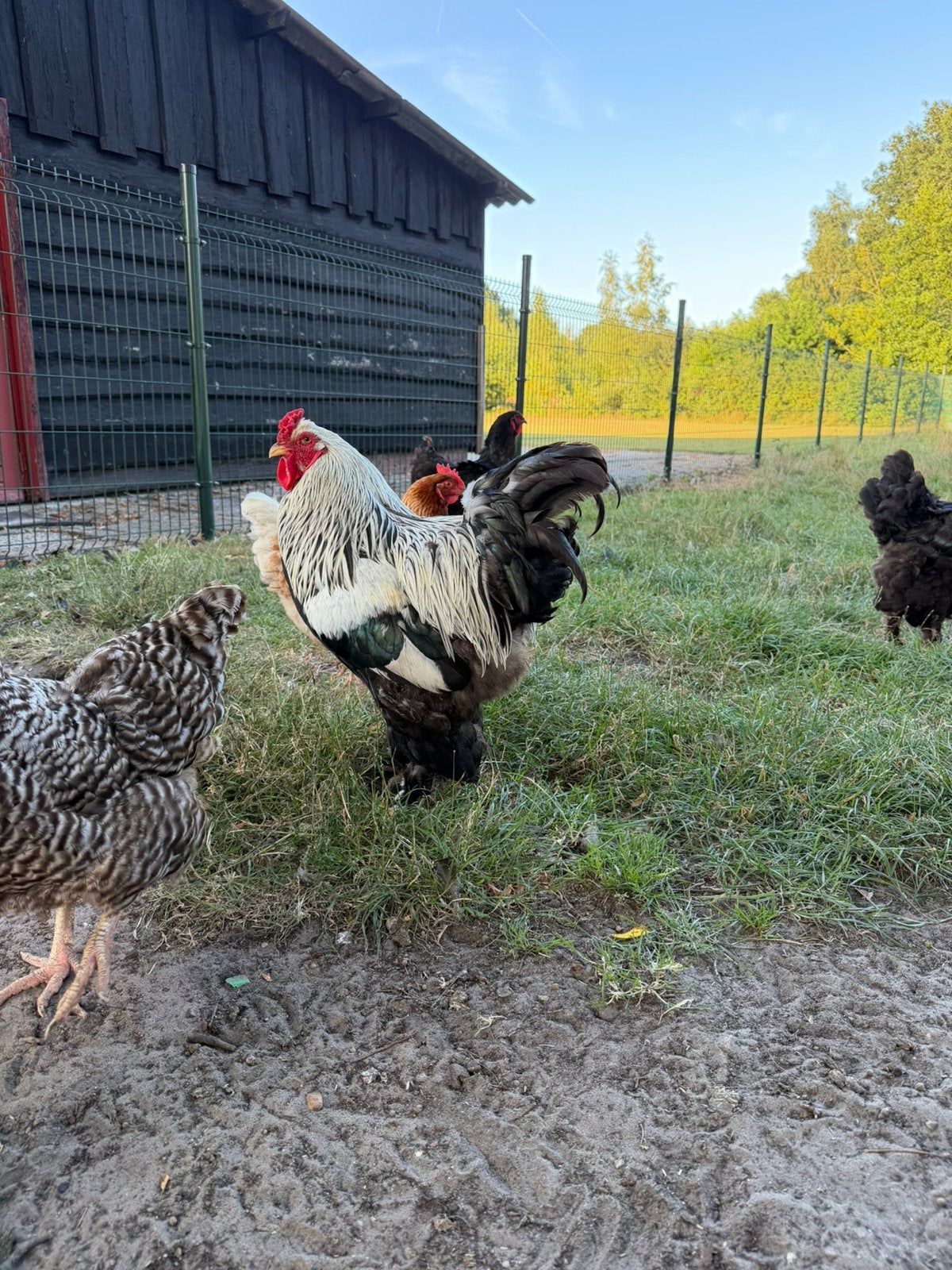 Brahma haan, Mannelijk, Kip