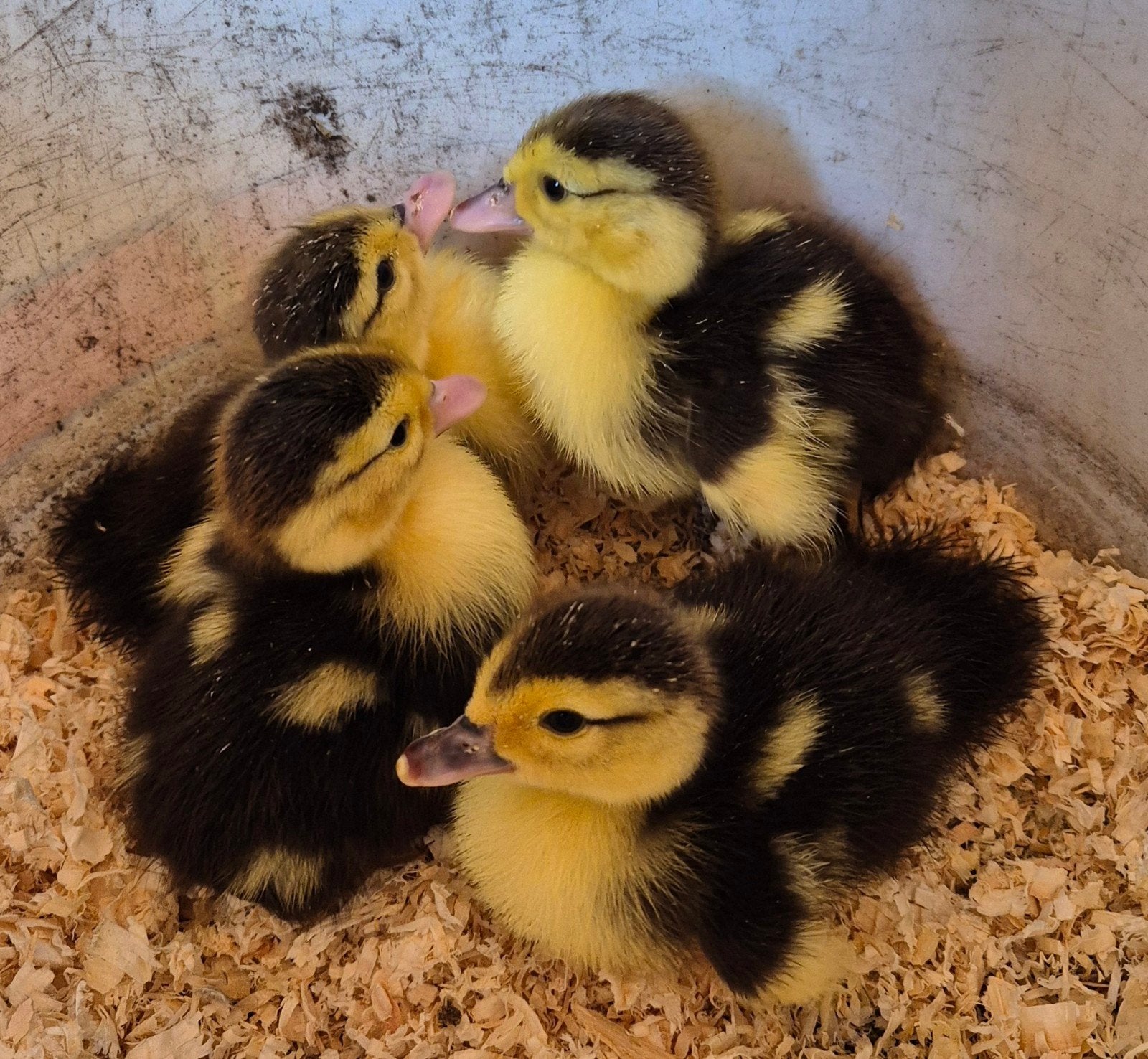 Kuikens muskuseenden, Dieren en Toebehoren, Pluimvee, Geslacht onbekend, Kip