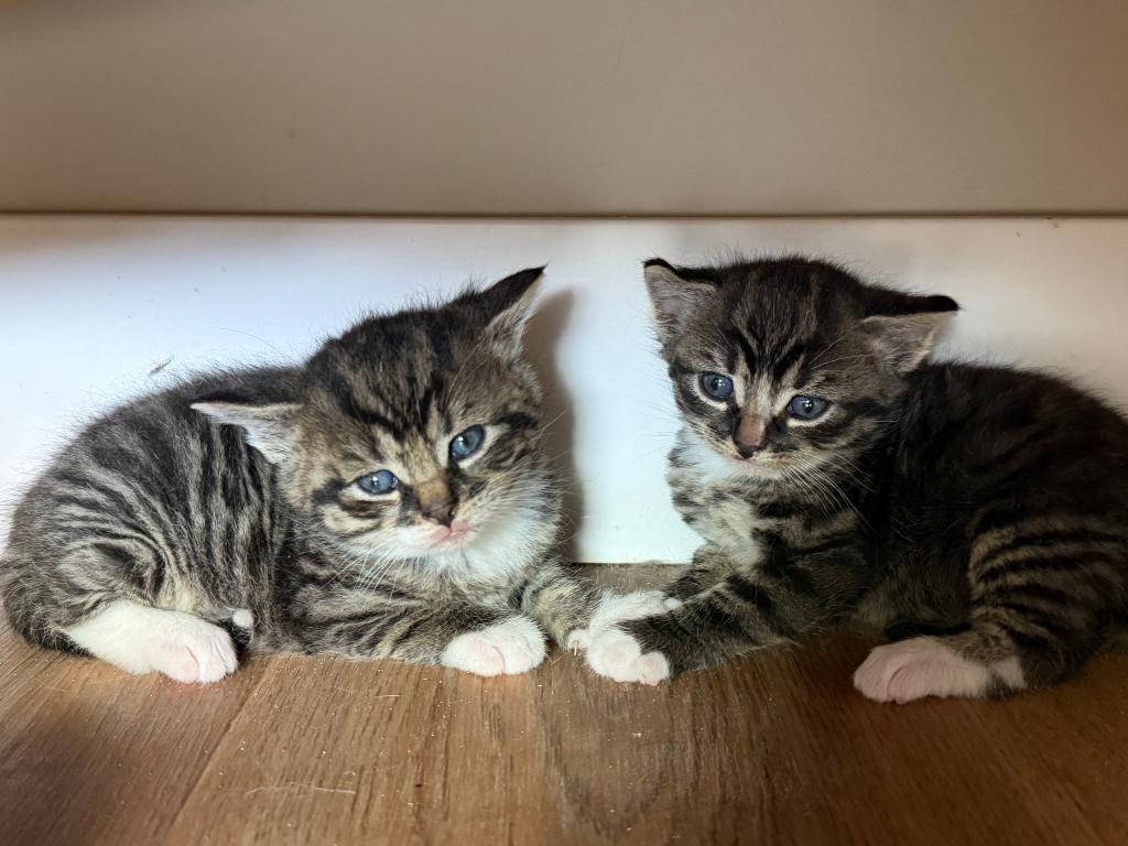Cyperse boerderij kittens., Dieren en Toebehoren, Katten en Kittens | Overige Katten, Meerdere dieren, Kortharig, 0 tot 2 jaar